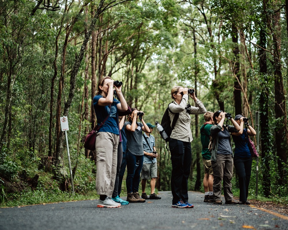 A group of people using binoculars in a forest.