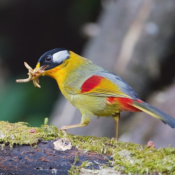 A colourful Silver-eared Mesia holding insects in its beak.