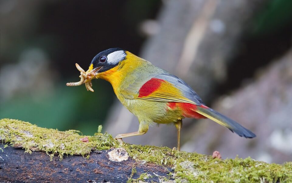 A colourful Silver-eared Mesia holding insects in its beak.