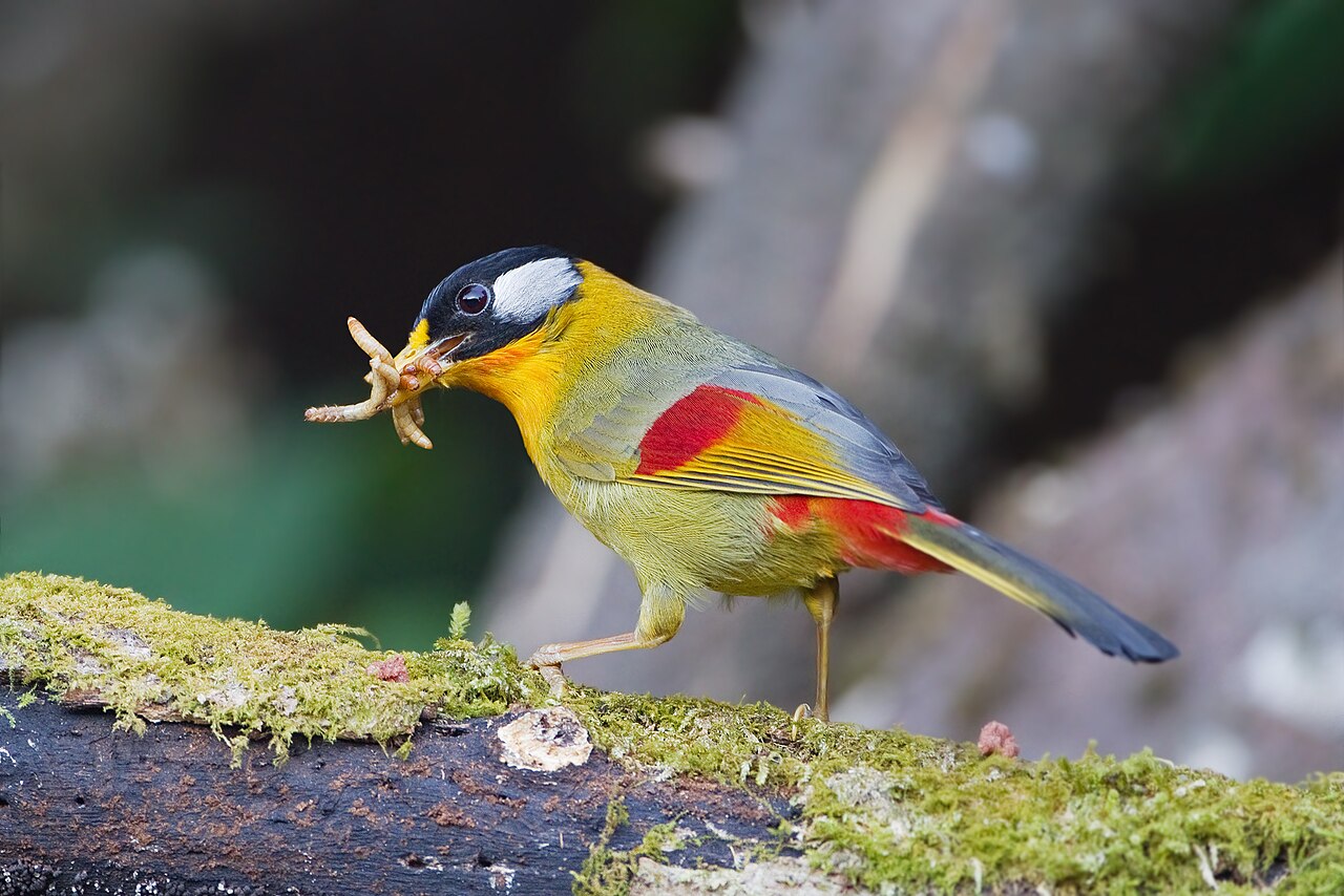 A colourful Silver-eared Mesia holding insects in its beak.