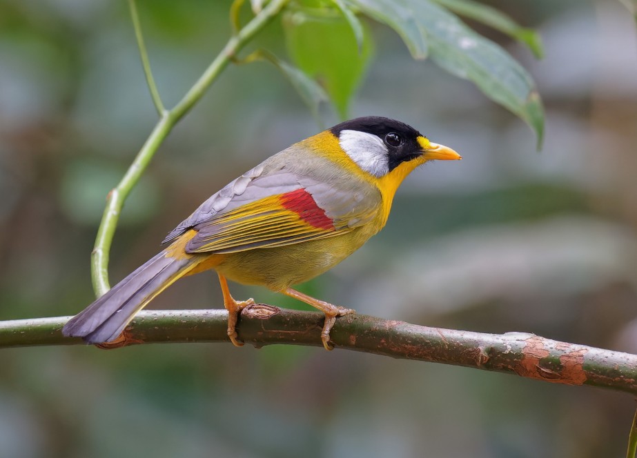 Colourful Silver-eared Mesia perched on a tree branch.